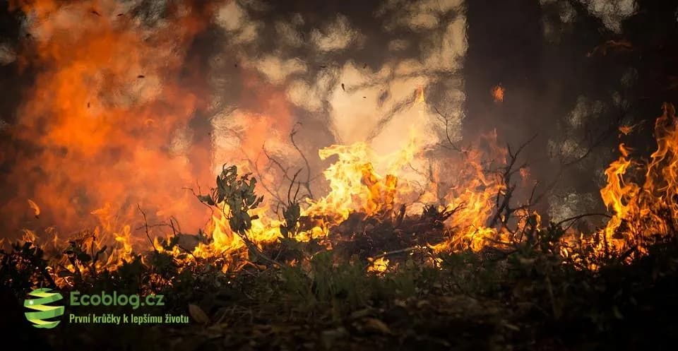 Spálený deštný prales na Borneu po založení palmové plantáže