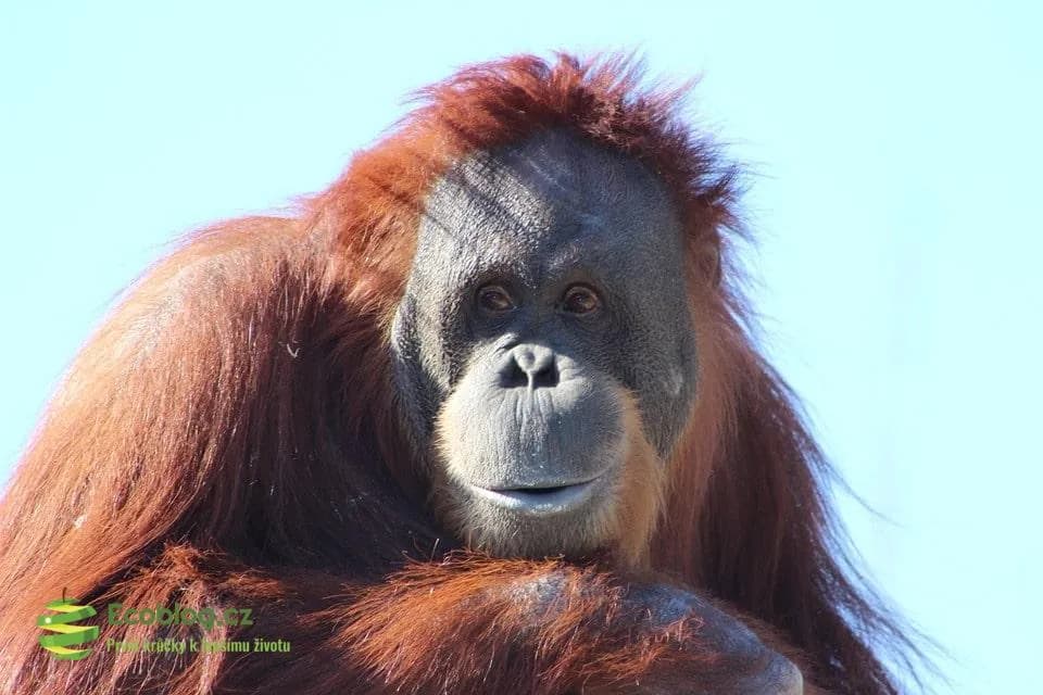 Orangutan na zbytku stromu uprostřed vykáceného pralesa na Borneu