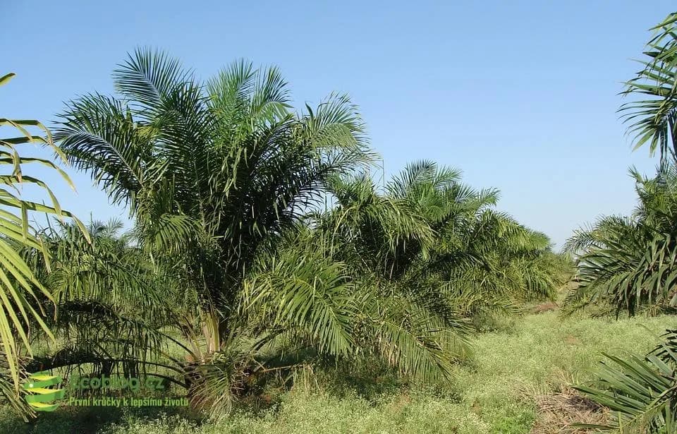 Palmový olej a dokument Zelená poušť: proč Borneo mizí kvůli našemu nákupu
