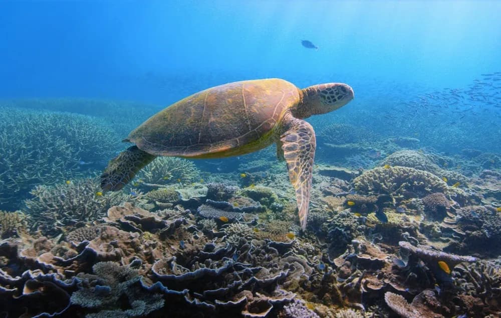 David Attenborough hovoří k divákům v závěru dokumentu