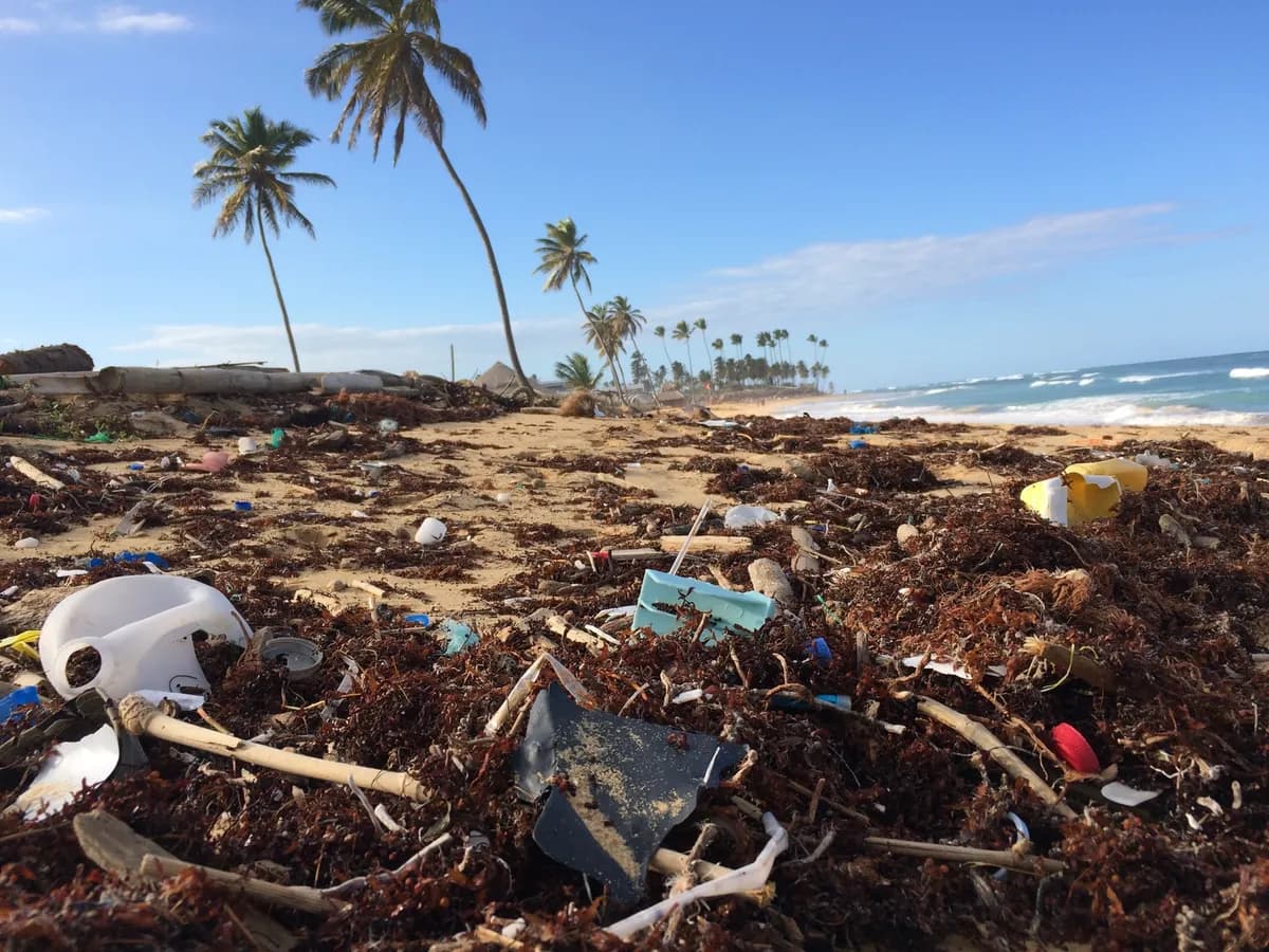 Mořský živočich ohrožený plastovým odpadem v dokumentu A Plastic Ocean