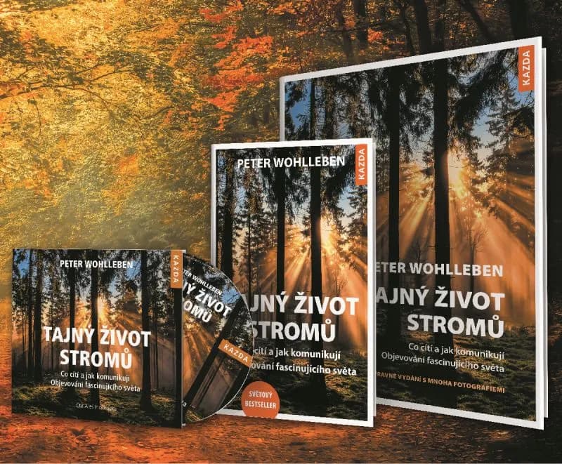 Les jako propojené společenství stromů, motiv z knihy Tajný život stromů
